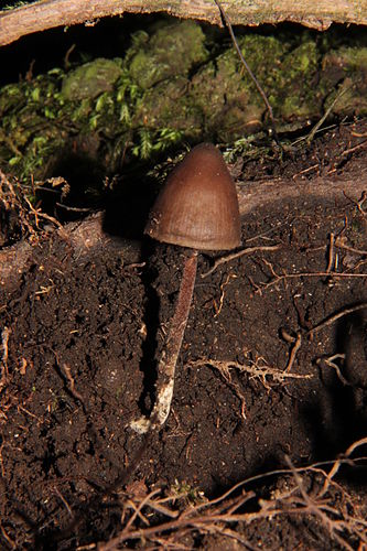 Psilocybe neoxalapensis